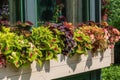 Coleus and begonias in a window box Royalty Free Stock Photo