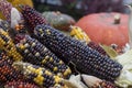 Multi colored corn on the autumn market Royalty Free Stock Photo