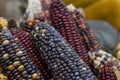 Multi colored corn on the autumn market Royalty Free Stock Photo