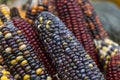 Multi colored corn on the autumn market Royalty Free Stock Photo