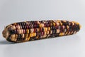 Multi colored corncob of fall harvest Royalty Free Stock Photo