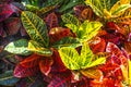 Multi Colored Croton Nevia Plant Royalty Free Stock Photo