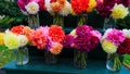 Dahlias fresh from garden in out door farm setting in Pennsylvania