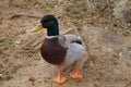 Multi-Colored Duck Portrait Shot Royalty Free Stock Photo