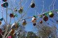 Multi-colored Easter eggs hang on tree branches. Royalty Free Stock Photo