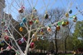 Multi-colored Easter eggs hang on tree branches. Royalty Free Stock Photo