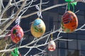 Multi-colored Easter eggs hang on tree branches. Royalty Free Stock Photo