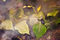 Multi-colored fallen leaves in the rain Royalty Free Stock Photo