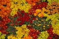Multi-colored field of pepper and autumn flowers of gazania, Aster, chrysanthemum, chamomile