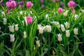 Multi colored field with pink and white colored tulips from Tulip Festival.