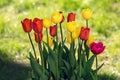 Multi colored field with red, yellow, dark violet and white tulips from Tulip Festival. Royalty Free Stock Photo