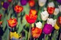 Multi colored field with red, yellow, dark violet and white tulips from Tulip Festival. Royalty Free Stock Photo