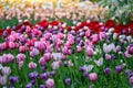 Multi colored field with red, yellow, dark violet and white tulips from Tulip Festival. Royalty Free Stock Photo