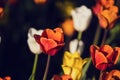 Multi colored field with red, yellow, dark violet and white tulips from Tulip Festival. Royalty Free Stock Photo