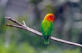 Multi-colored Fischer`s lovebird