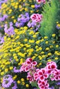 Multi colored flower bed with various plants