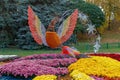 Multi-colored flower beds of beautiful chrysanthemums