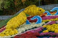 Multi-colored flower beds of beautiful chrysanthemums