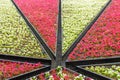 Multi-colored flower beds. Flower shop banner concept. Design for greeting card or calendar. Valentine`s Day.