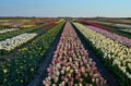 Multi-colored flower field in the Netherlands Royalty Free Stock Photo