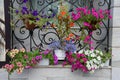 Multi-colored flowering plants in pots Royalty Free Stock Photo