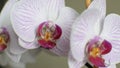 Multi-colored flowers of a blooming orchid