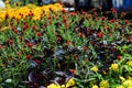 Multi-colored flowers in the flowerbed. Summer city park. Landscaping using undersized plants