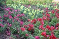 Multi-colored flowers in the garden as a wallpaper