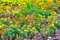 Multi-colored flowers growing on a flowerbed in a park Royalty Free Stock Photo