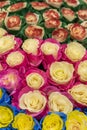 Multi-colored fresh roses. Huge bouquet of roses. vertical photo Royalty Free Stock Photo
