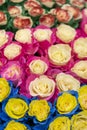 Multi-colored fresh roses. Large, beautiful bouquet of roses of different colors. vertical photo Royalty Free Stock Photo