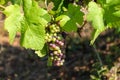 Multicolored grape bunch hanging from vine in winemaking region