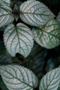 Multi Colored Green Leaves Border Background Royalty Free Stock Photo