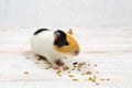 Multi-colored guinea pig on a white background eats grains of wheat. Royalty Free Stock Photo