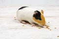 Multi-colored guinea pig on a white background eats grains of wheat. Royalty Free Stock Photo