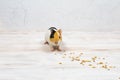 Multi-colored guinea pig on a white background eats grains of wheat. Royalty Free Stock Photo