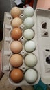 Multi Colored Homemade Eggs