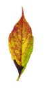 Multi-colored Honey locust leaf Royalty Free Stock Photo