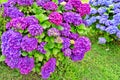 Multi-colored hydrangea, large flowers