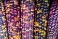 Multi colored indian corn Royalty Free Stock Photo