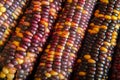 Multi colored indian corn Royalty Free Stock Photo