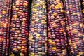 Multi colored indian corn Royalty Free Stock Photo