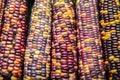 Multi colored indian corn Royalty Free Stock Photo