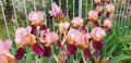 Multi-colored iris flowers bloom near the fence in the yard.