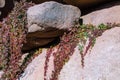Multi-colored ivy overgrown on stones Royalty Free Stock Photo