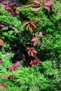 Multi-colored ivy overgrown on stones Royalty Free Stock Photo