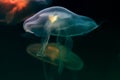 Multi-colored jellyfish close-up in water. Light blue jellyfish in the foreground. Blurred dark blue ocean background.