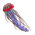 Multi-colored jellyfish isolated on white background. Royalty Free Stock Photo