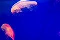 Multi-colored jellyfish in the ocean on a bright blue background. Red and purple jellyfish swim freely in the water. Photography