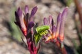 Multi colored `Kings Park Royale` kangaroo paw flower stem with blurred background